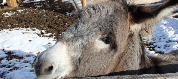 Esel Otto Ferdinand mit "Kuschelblick!