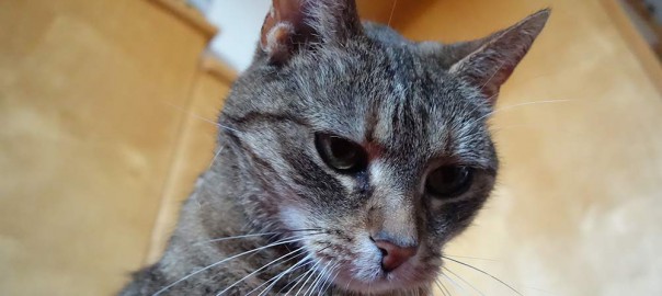 Katze mit Überblick