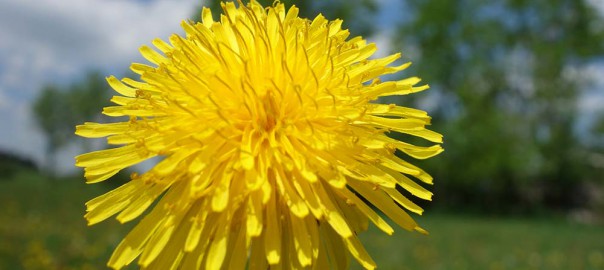 Blühender Löwenzahn - Natur genießen