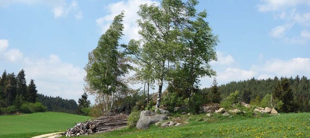 Naturfoto mit Birken im Wind